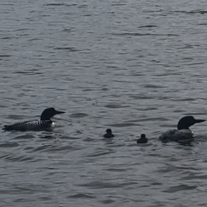 Baby loons